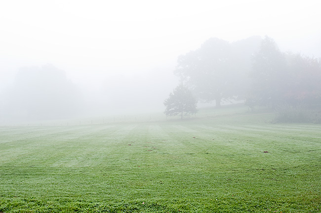 Foggy dawn. Forest Row, East Sussex. September 2011.